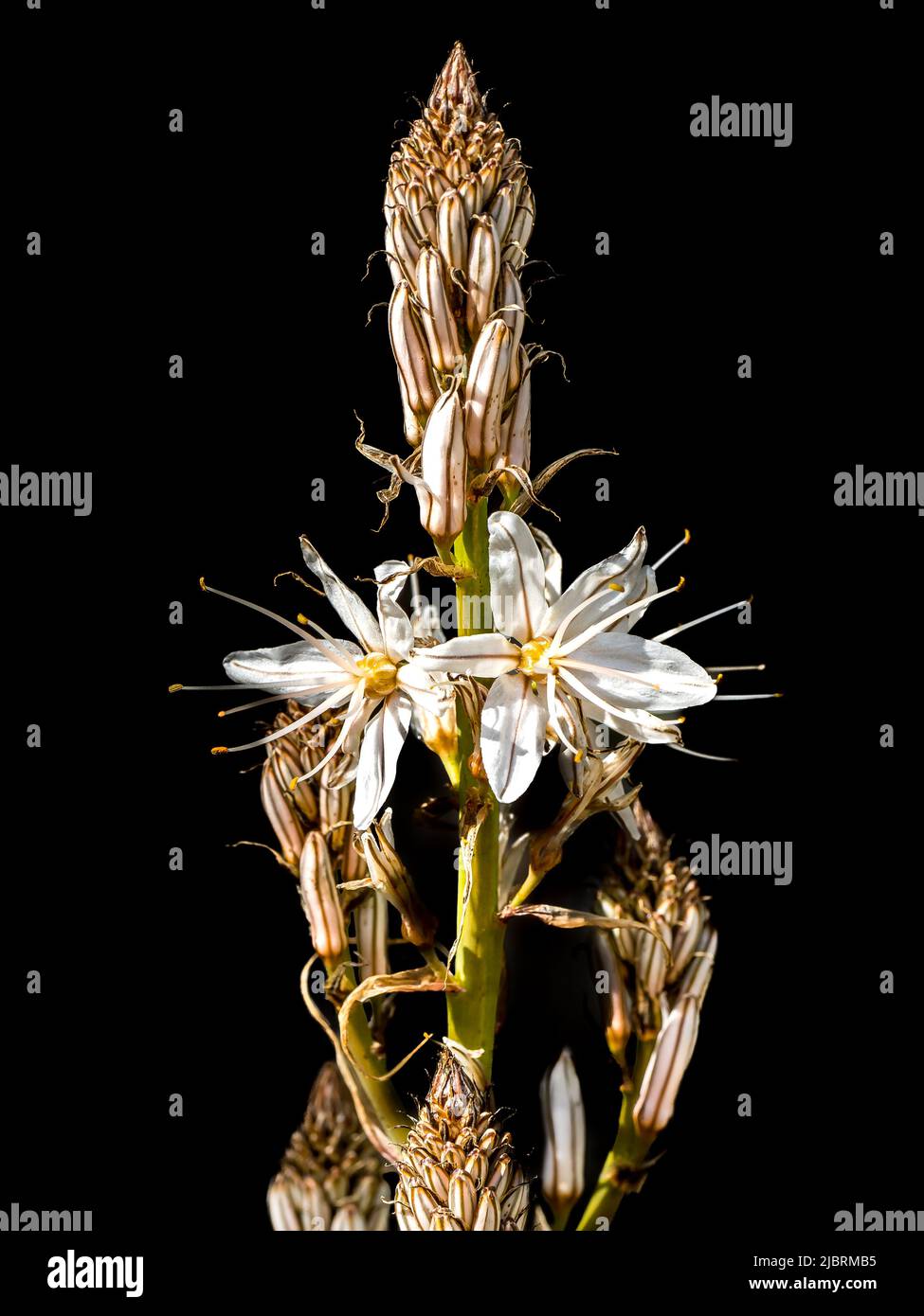 Blüten und Knospen einer mehrjährigen krautigen Pflanze in der Reihenfolge der Asparagales, die als weiße Asphodel, Asphodelus ramosus und Asphodelus albus bezeichnet werden. Stockfoto