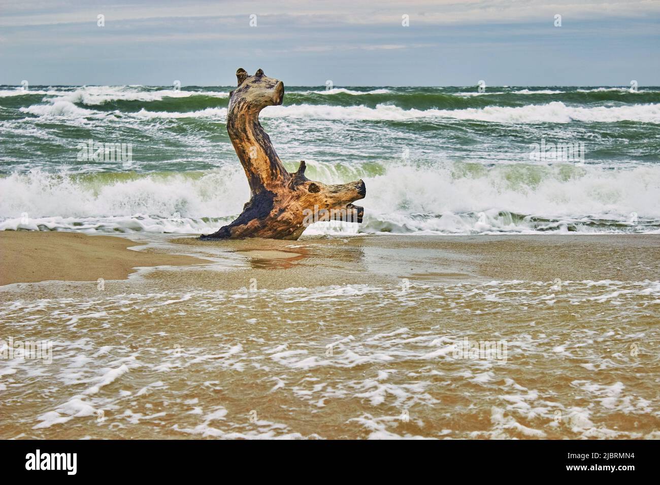 Treibholz am Meer, ähnlich wie ein Reh, der in den Wellen schwimmt. Sturmwellen im Hintergrund Stockfoto