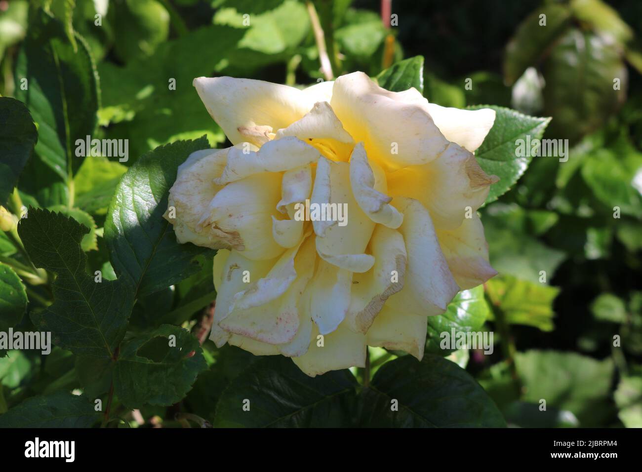 Schöne gelbe Rose in voller Blüte Stockfoto