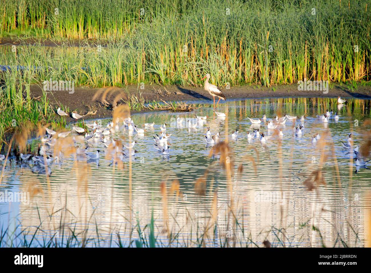 Viele Vogelstörche und Möwen am Ufer des Sees in der Nähe von grünem Schilf bei Sonnenuntergang in der Morgendämmerung. Eine Schar Störche steht, isst, reinigt sich im Wasser nahe der Küste. Viele weiße Flussmöwen schwimmen in der Nähe im Wasser Stockfoto