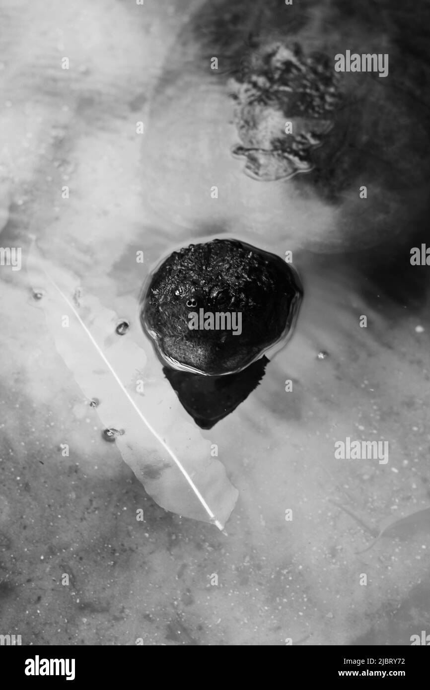 Eine riesige Schildkröte, die in schwarz-weiß im Teich schwimmend ist. Stockfoto