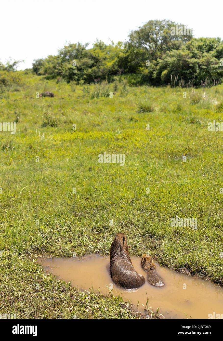 Capybara mit Welpen, die rückwärts auf einer Pfütze in einem Feuchtgebiet sitzen. Ibera-Nationalpark, Corrientes, Argentinien Stockfoto