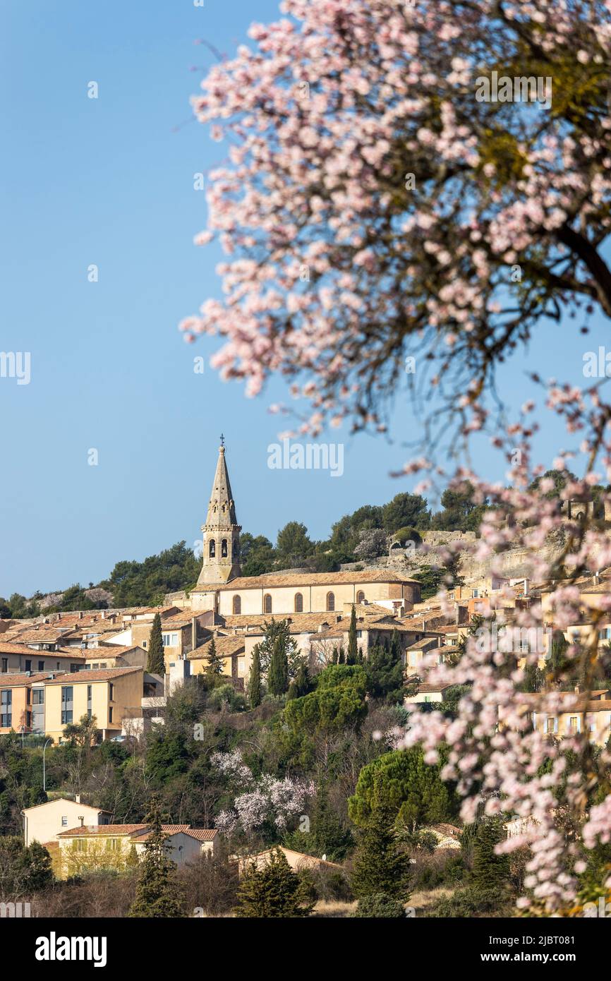 Frankreich, Vaucluse, regionaler Naturpark Luberon, Saint-Saturnin-lès-Apt, blühender Mandelbaum auf der Ebene am Fuße des Dorfes Stockfoto