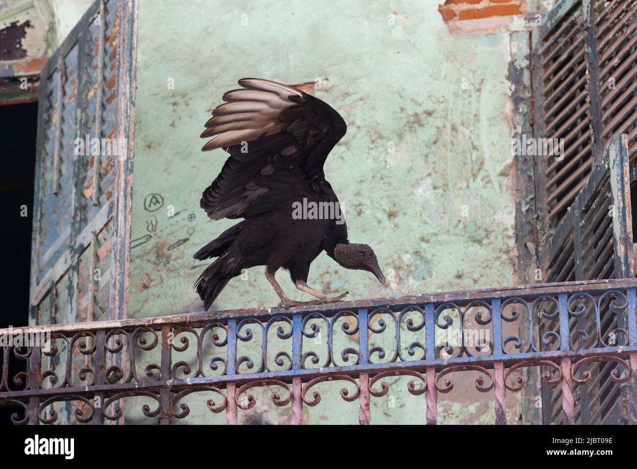 Panama, Panama City, Schwarzgeier (Coragyps atratus), der auf dem Balkon eines verlassenen Hauses im historischen Viertel Casco Viejo ruht, das von der UNESCO zum Weltkulturerbe erklärt wurde Stockfoto