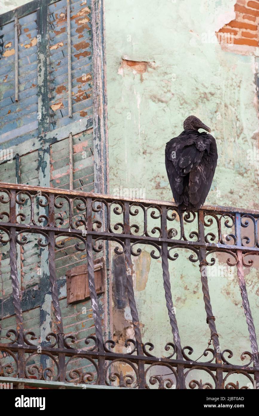 Panama, Panama City, Schwarzgeier (Coragyps atratus), der auf dem Balkon eines verlassenen Hauses im historischen Viertel Casco Viejo ruht, das von der UNESCO zum Weltkulturerbe erklärt wurde Stockfoto