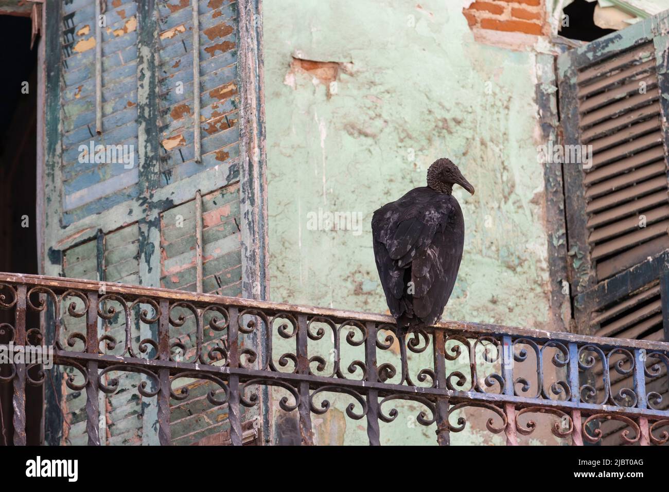 Panama, Panama City, Schwarzgeier (Coragyps atratus), der auf dem Balkon eines verlassenen Hauses im historischen Viertel Casco Viejo ruht, das von der UNESCO zum Weltkulturerbe erklärt wurde Stockfoto