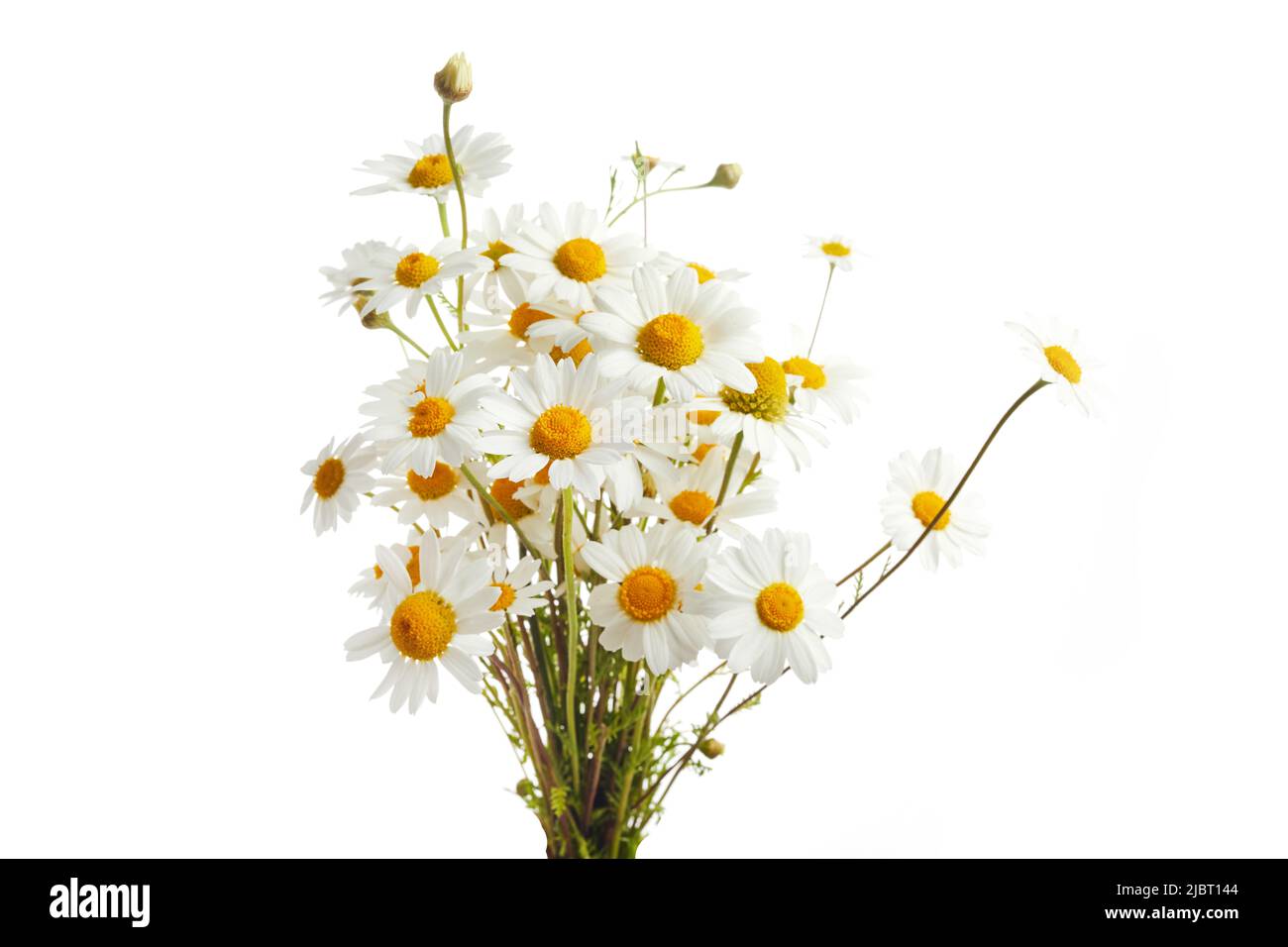 Bouquet von Chamomiles oder Gänseblümchen isoliert auf weißem Hintergrund. Stockfoto