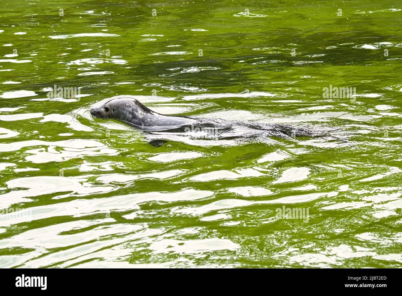 Seehund schwimmend im Wasser. Nahaufnahme des Säugetiers. Gefährdete Arten in Deutschland. Tierfoto Stockfoto