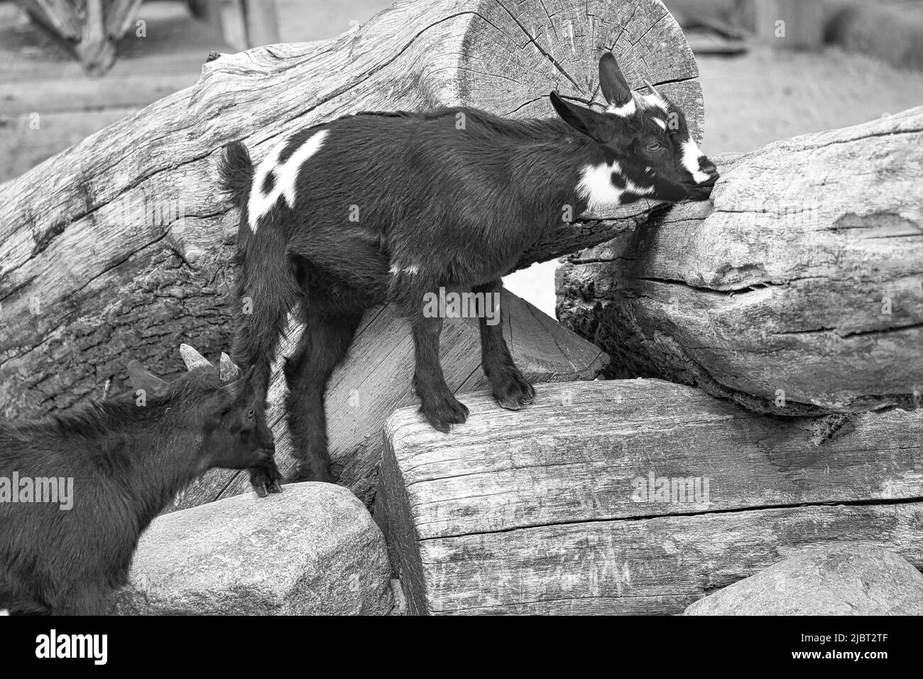 Kind in Schwarz und Weiß spielt im Streichelzoo. Interessant ist es, die Umwelt zu erkunden. Tierfoto von kleinen Säugetieren. Haustiere aus Deutschland Stockfoto