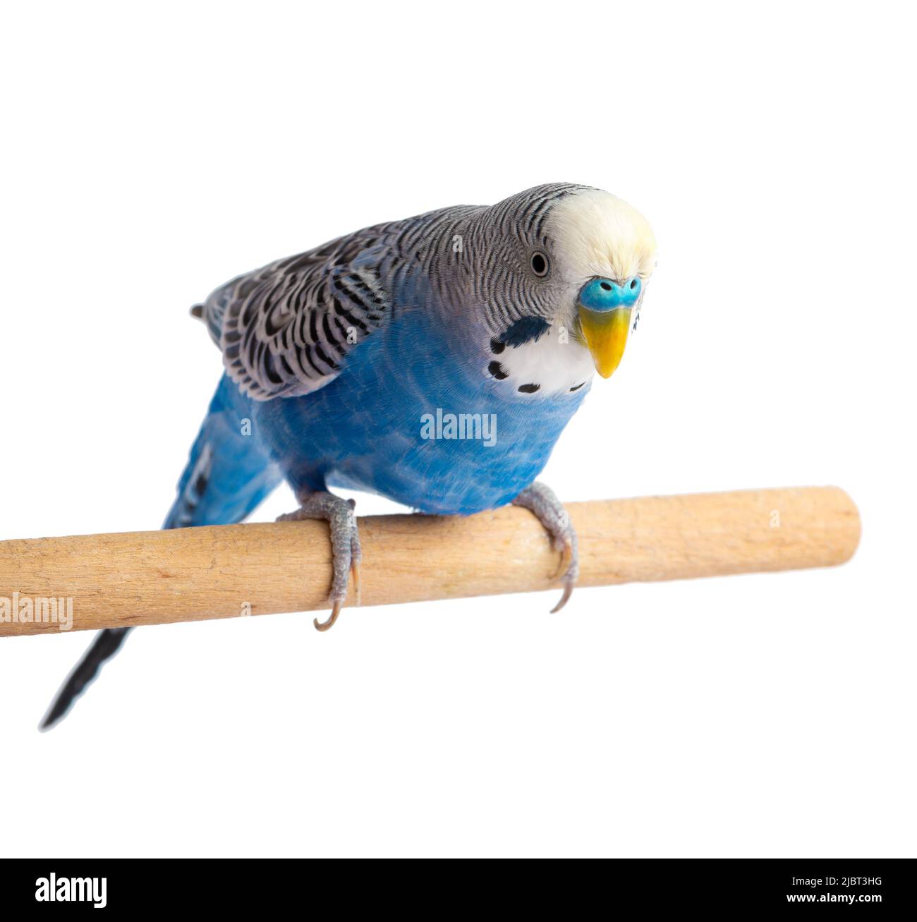 Blauer Wellensittich isoliert auf weißem Hintergrund. Wellensittiche oder Wellpapagei Stockfoto