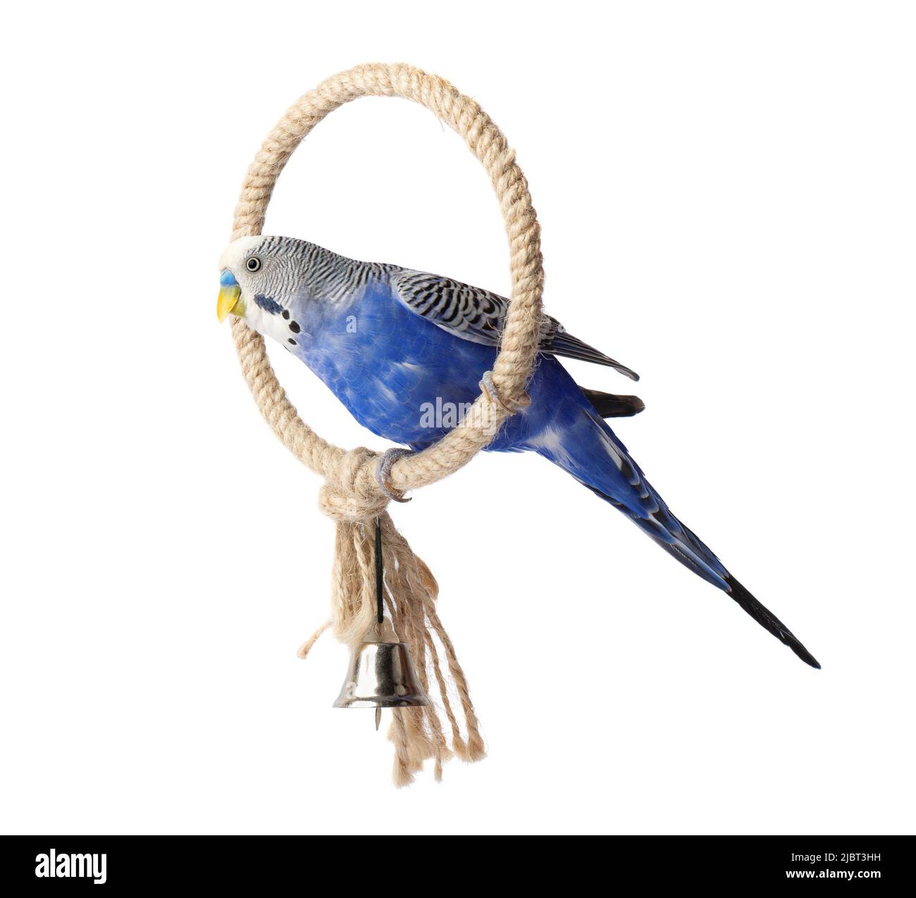 Blauer Wellensittich isoliert auf weißem Hintergrund. Wellensittiche oder Wellpapagei Stockfoto