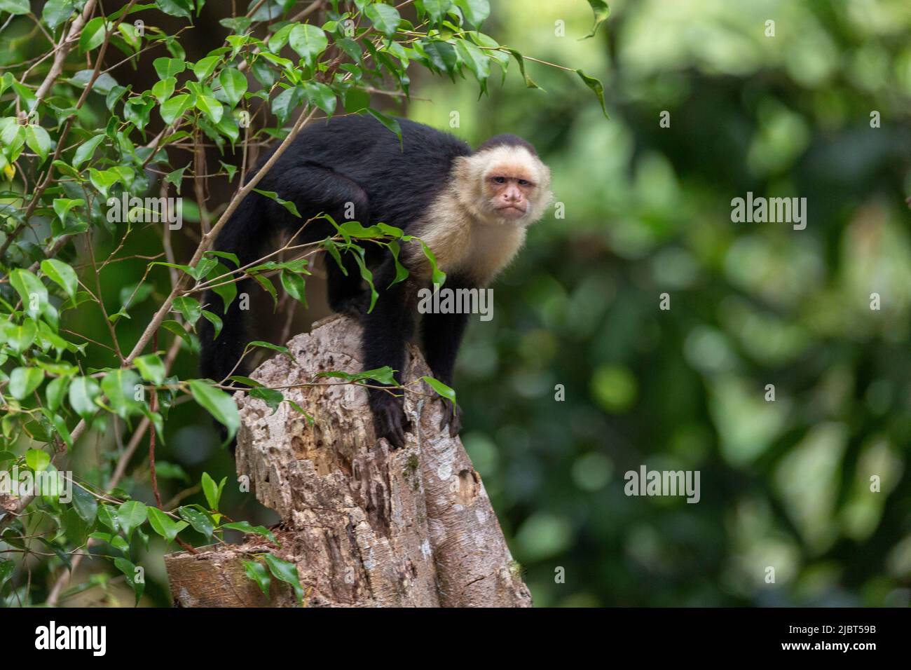 Costa Rica, Provinz Puntarenas, Nationalpark Manuel Antonio, Sapajou capuchin (Cebus capucinus) Stockfoto