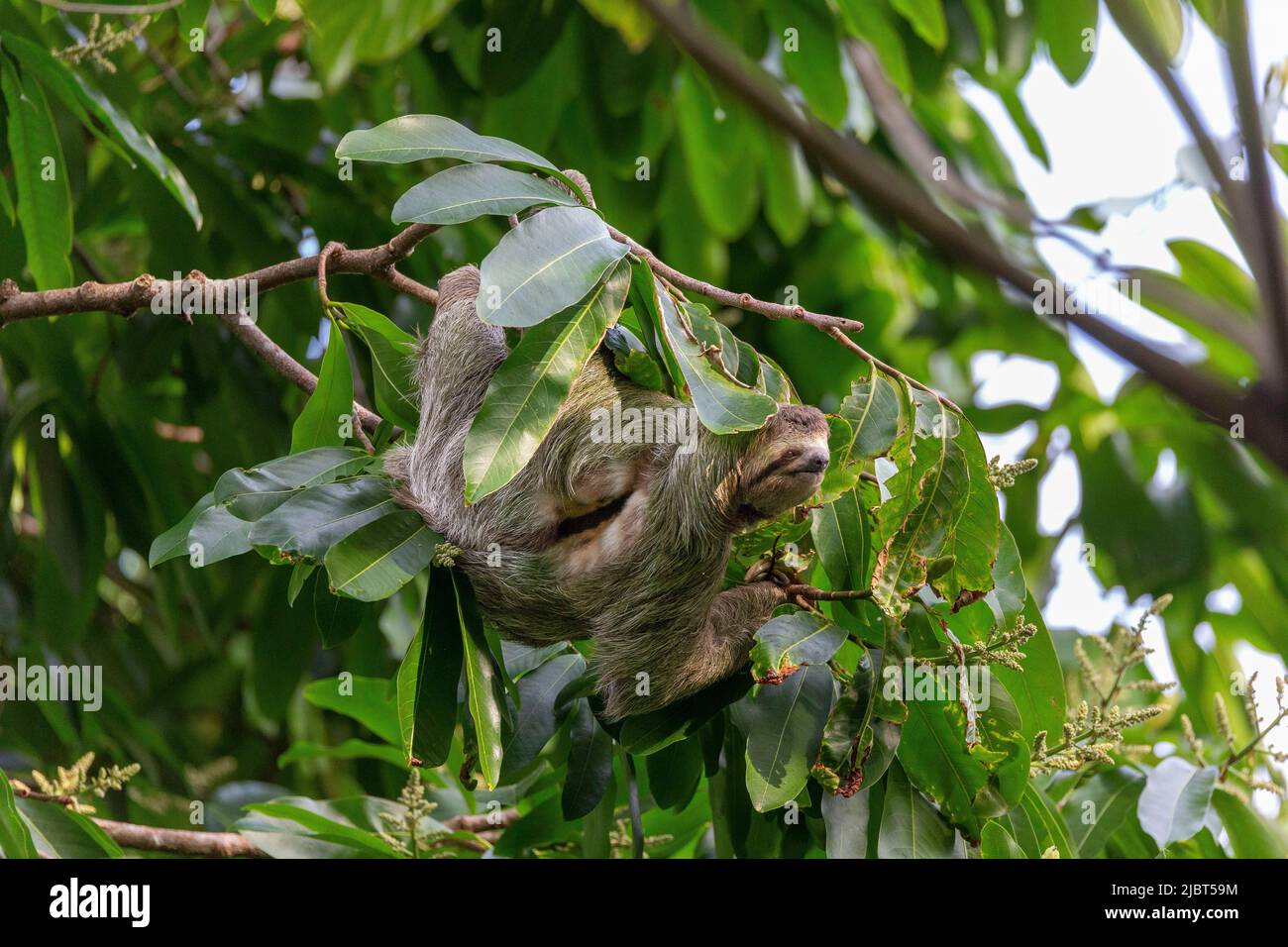 Costa Rica, Provinz Puntarenas, Manuel Antonio Nationalpark, Brauntarenschnupfen (Bradypus variegatus), 3 Finger Stockfoto