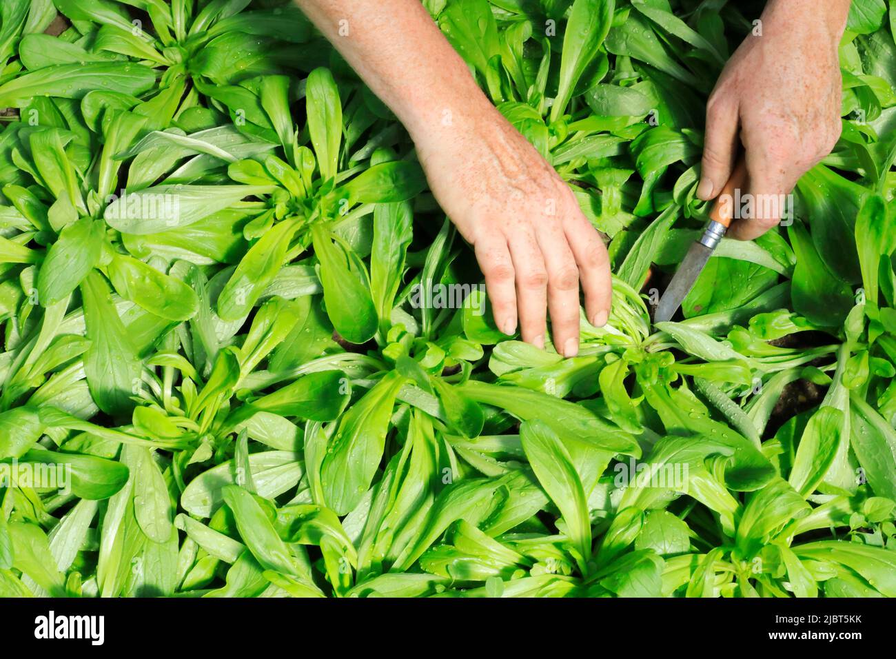 Frankreich, Loire Atlantique, Nantes Metropole, Les Sorinieres, Olivier Durand's Bio Market Gardening, Ernte von großen gesät Lammsalat Stockfoto