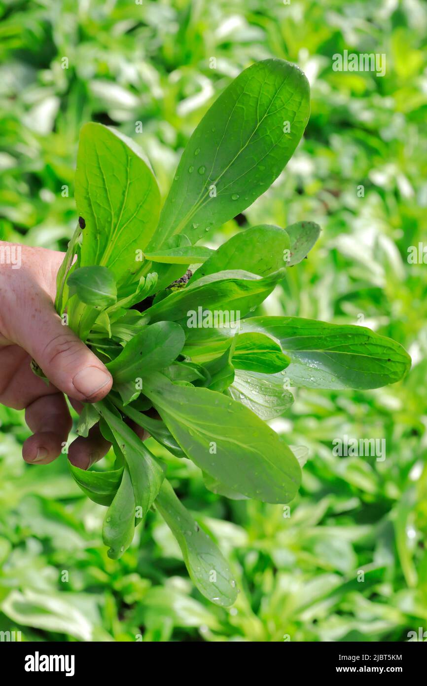 Frankreich, Loire Atlantique, Nantes Metropole, Les Sorinieres, Olivier Durand's Bio Market Gardening, Ernte von großen gesät Lammsalat Stockfoto