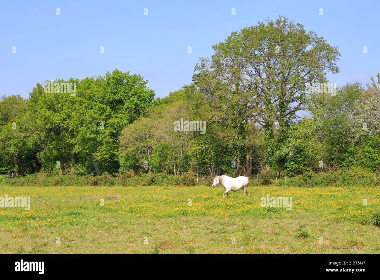 Frankreich, Loire Atlantique, Plesse, Wiese gefüllt mit Schmetterlingen (Ranunculus repens) mit einem Pferd Stockfoto