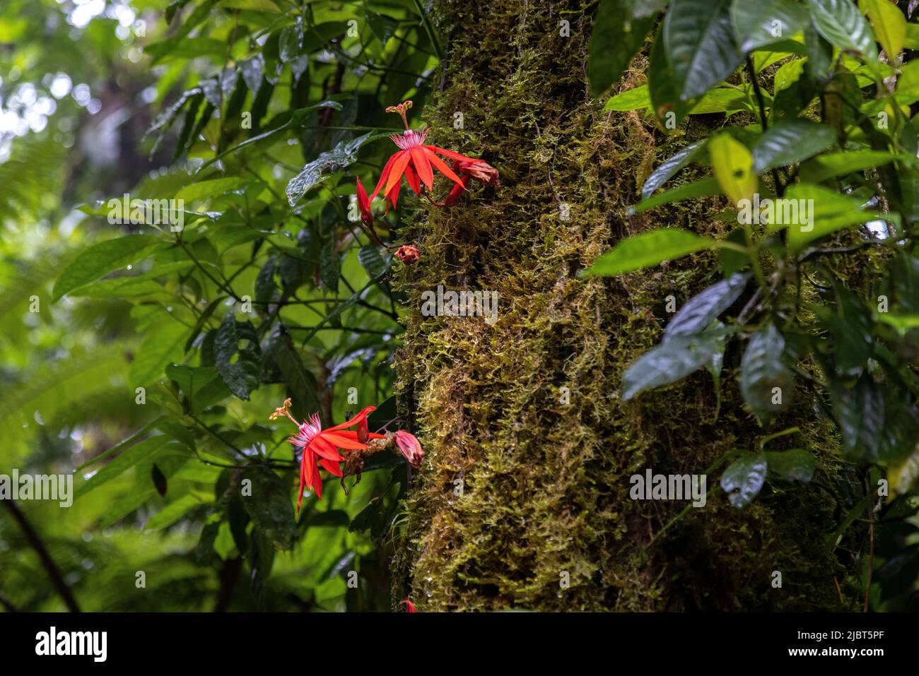 Costa Rica, Provinz Alajuela, Nationalpark Vulkan Tenorio, Passionsblume (Passiflora coccinea) Stockfoto