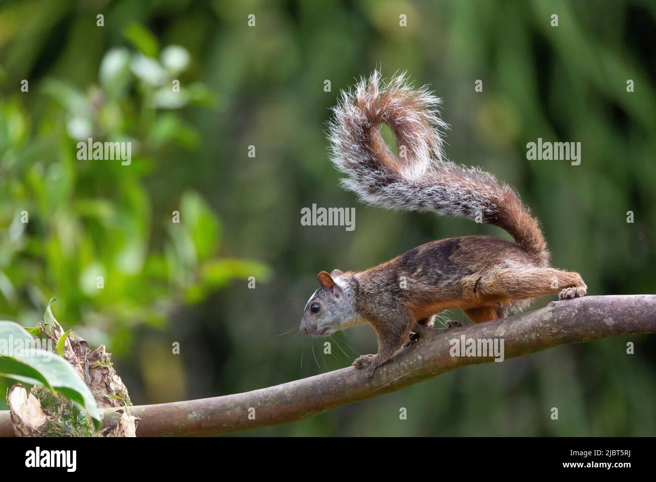 Costa Rica, Alajuela Provinz, Eichhörnchen Stockfoto