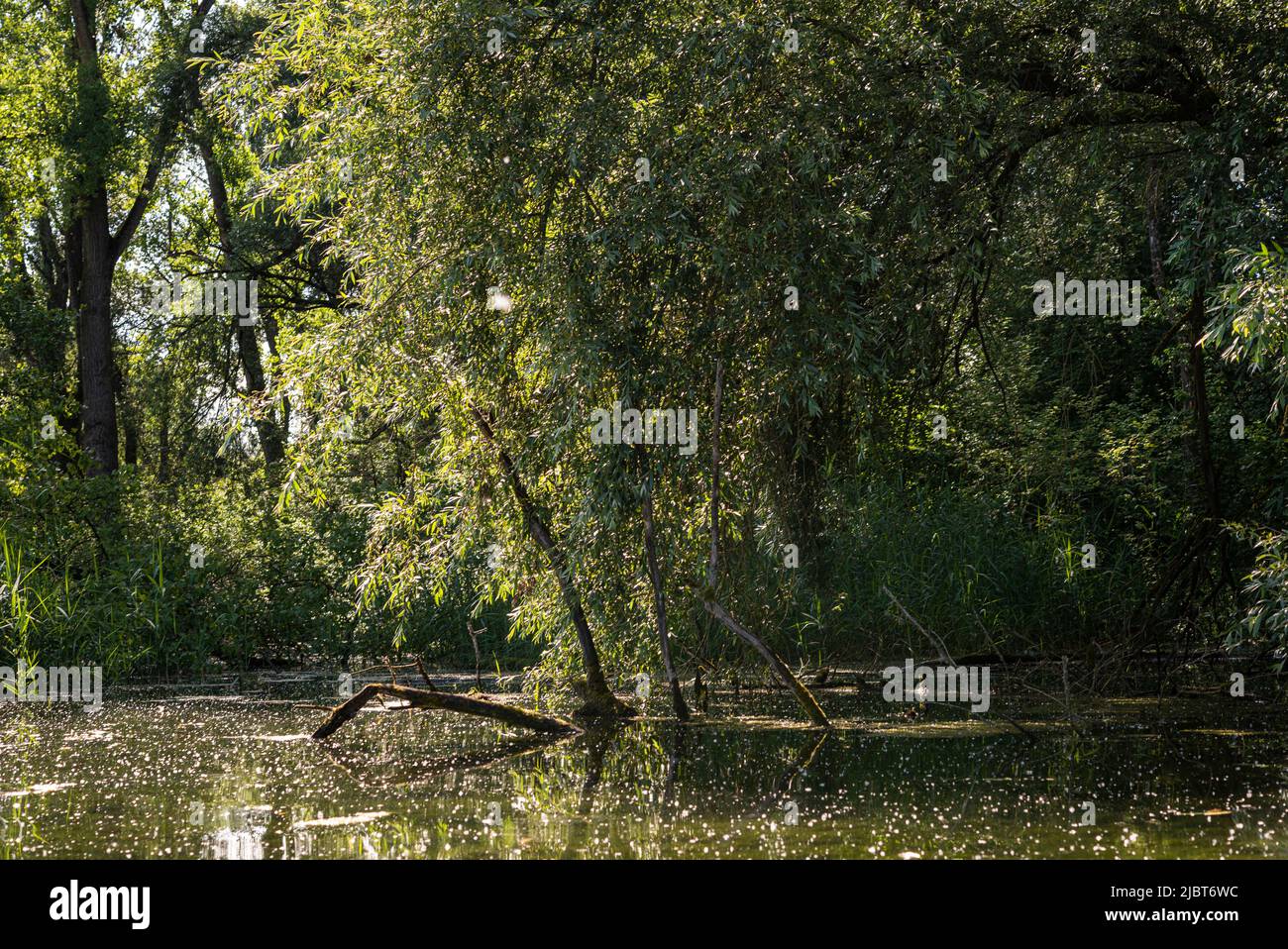 Frankreich, Bas Rhin, Strabourg, Naturschutzgebiet Rohrschollen, Inventarisierung der Wasserbohrmaschine im Brunnwasser Stockfoto