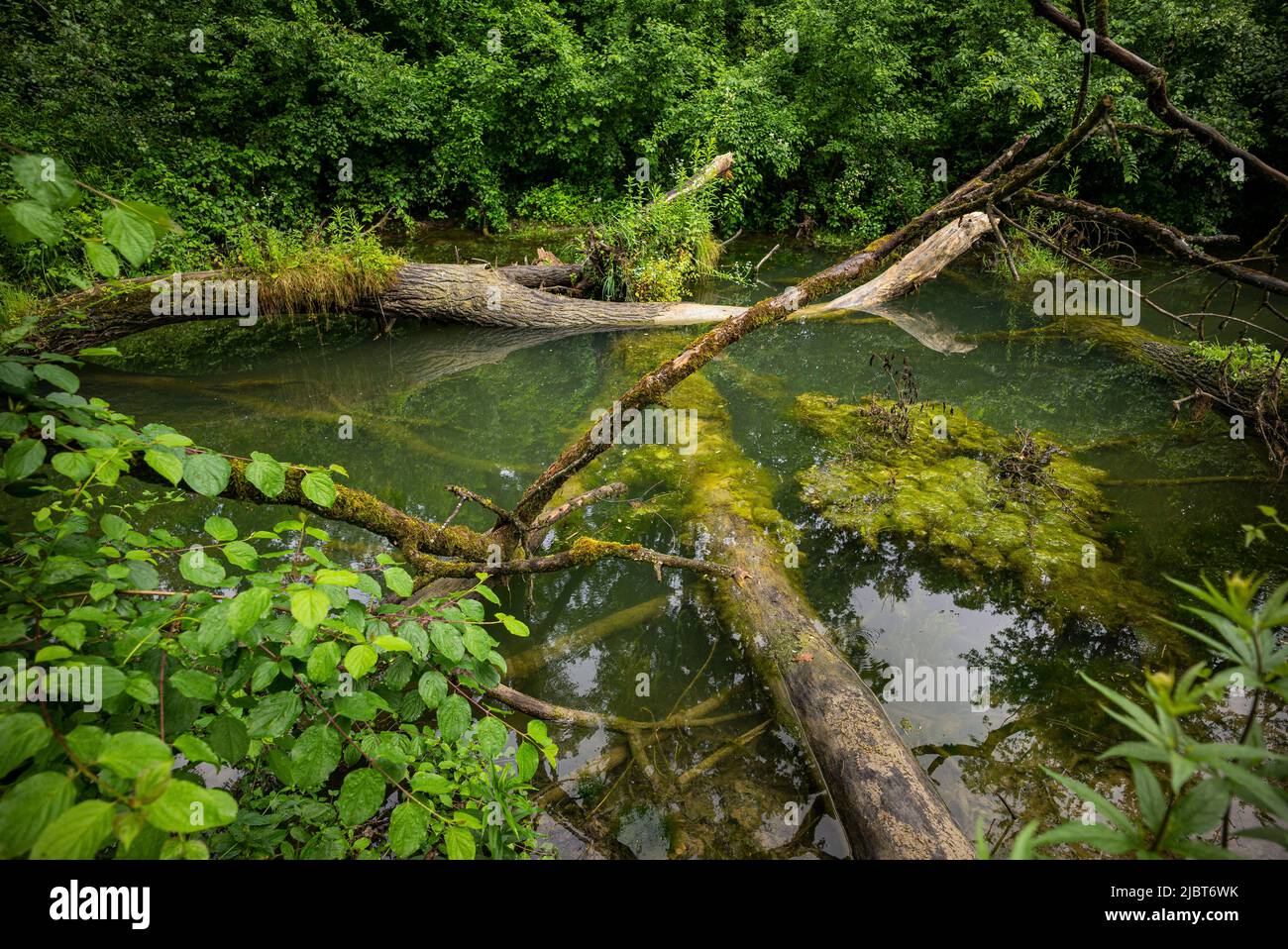 Frankreich, Bas Rhin, Strabourg, Naturschutzgebiet Rohrschollen, Stockfoto