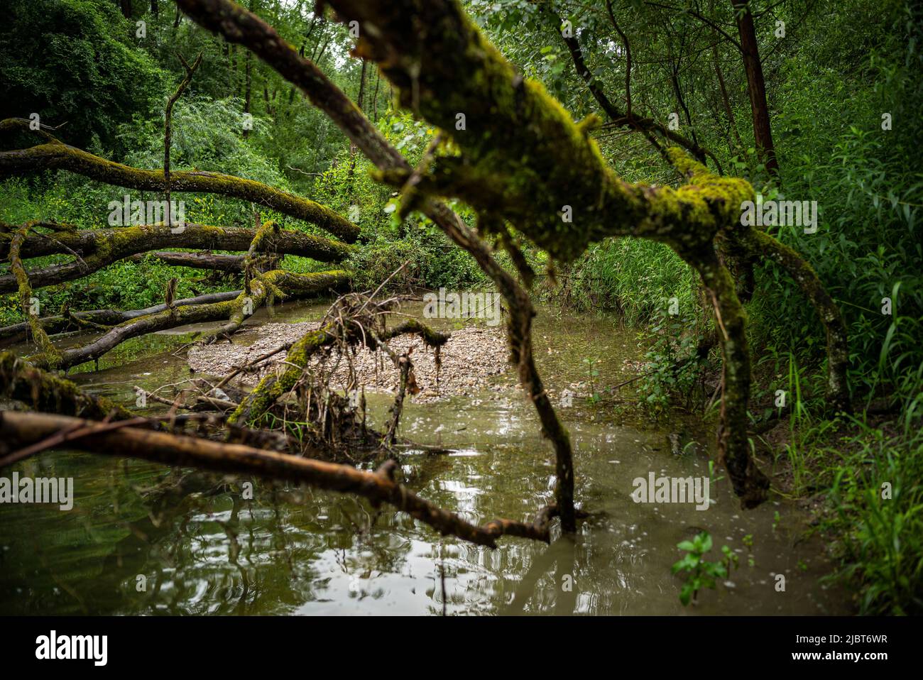 Frankreich, Bas Rhin, Strabourg, Naturschutzgebiet Rohrschollen, Stockfoto