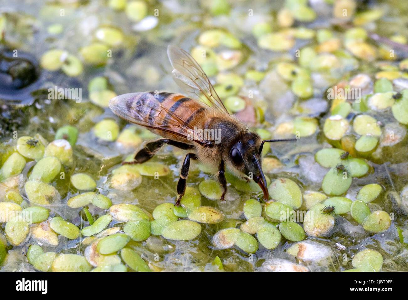 Die Biene trinkt mit Ligule Stockfoto
