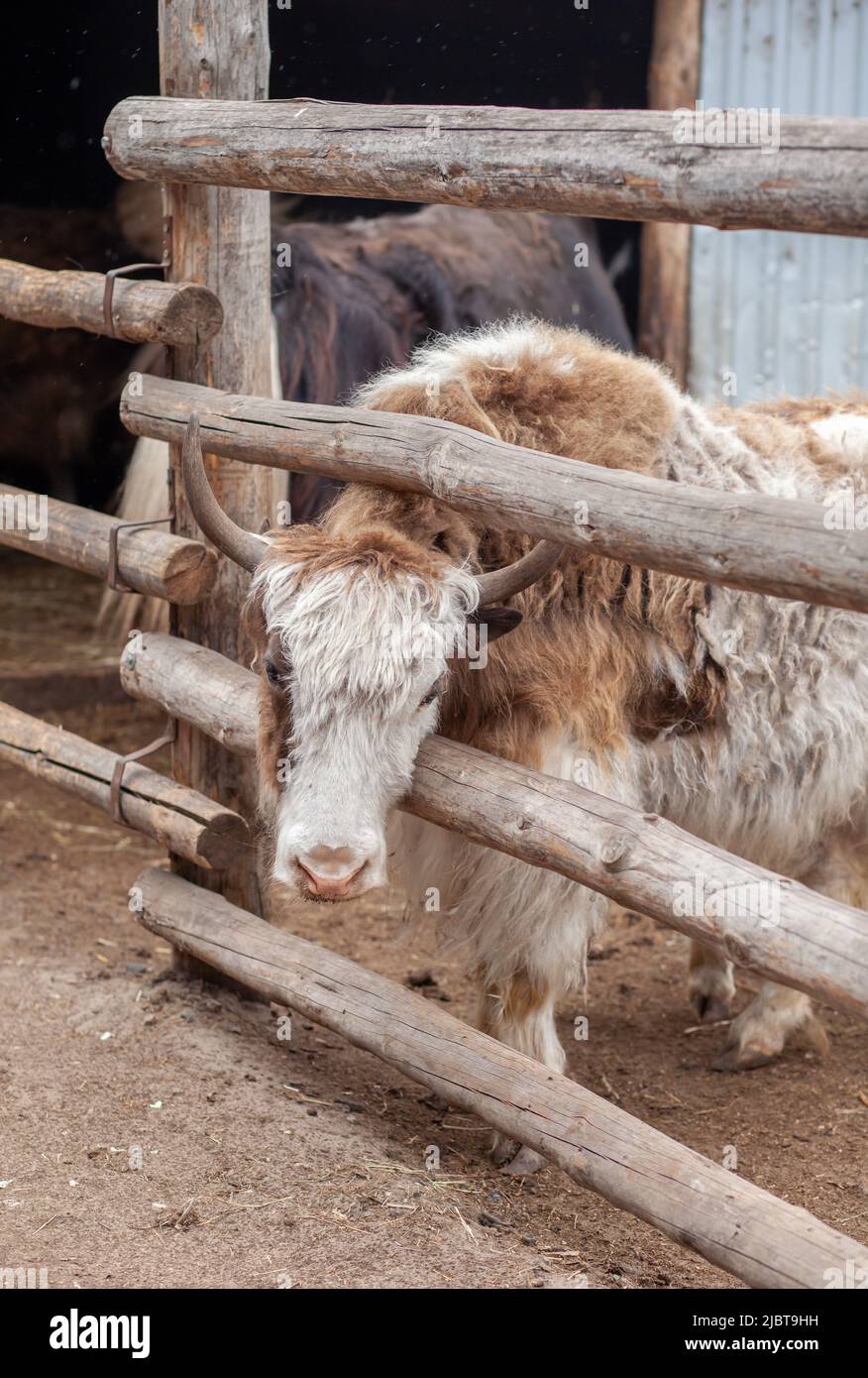 Der Kopf einer großen Kuh oder eines Stiers mit Hörnern. Porträt eines Rinderkopfes auf einem Bauernhof. Zuchttiere für Milchprodukte oder Fleisch. Stockfoto