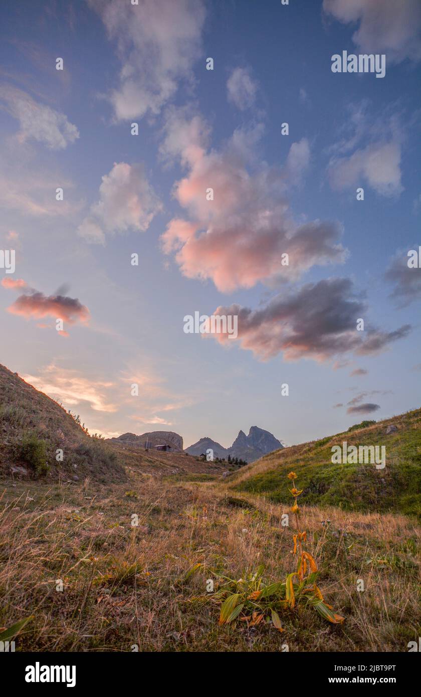 Spanien, Aragon, Tena-Tal, Formigal, gelber Enzian und Blick auf den Pic du Midi d'Ossau in der Abenddämmerung Stockfoto