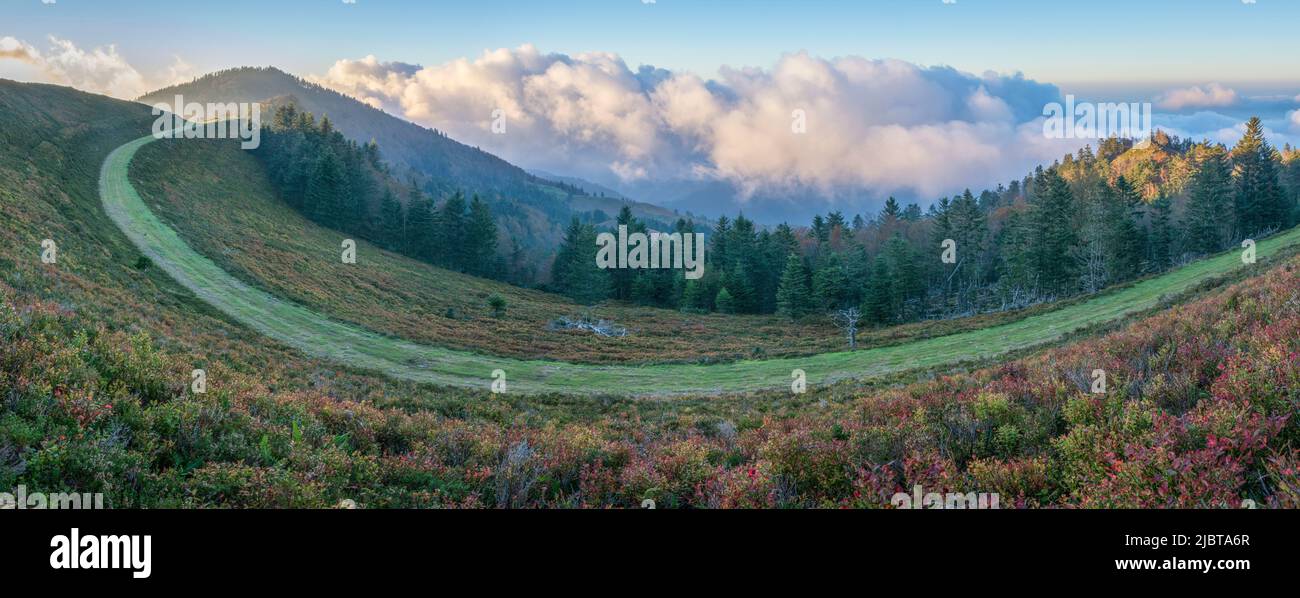 Frankreich, Pyrenäen Atlantiques, Herbstlandschaft in den Bergen mit den bunten Heidelbeerbäumen und dem Tannenwald im Skigebiet Issarbe in der Bearn Stockfoto