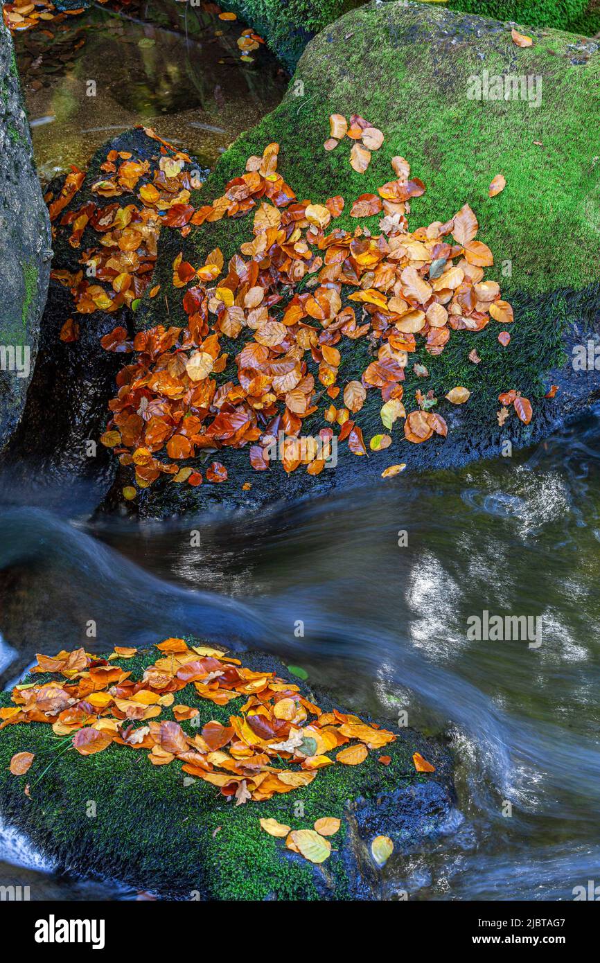 Frankreich, Correze, Vezere im Herbst, Parc Naturel Regional de Millevaches (regionaler Naturpark Millevaches) Stockfoto