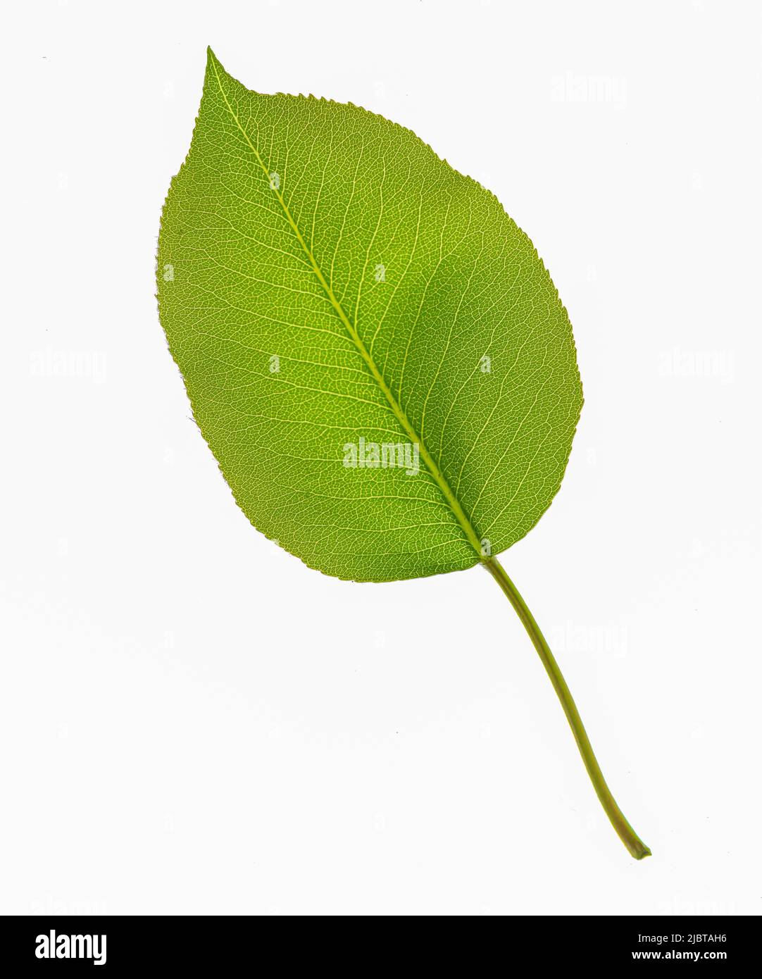 Gewöhnliches Fliederblatt (Syringa vulgaris) Stockfoto