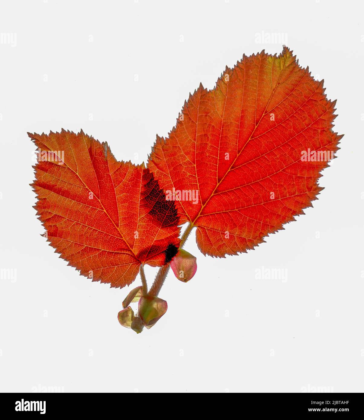 Haselblatt (Corylus maxima purpurea) Stockfoto