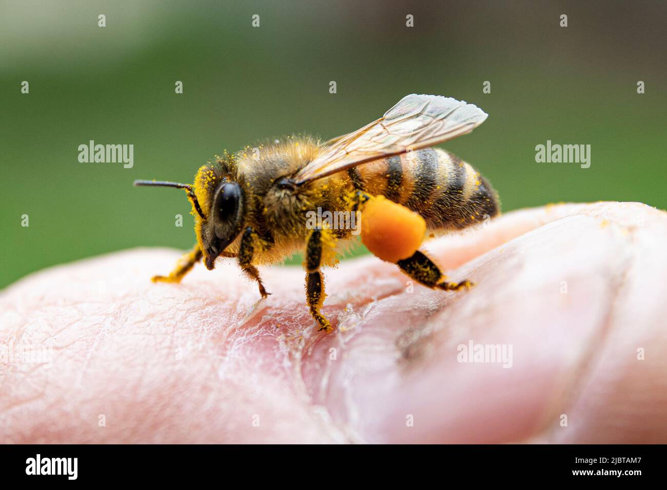 Biene mit dem Dandelion-Pollen Stockfoto