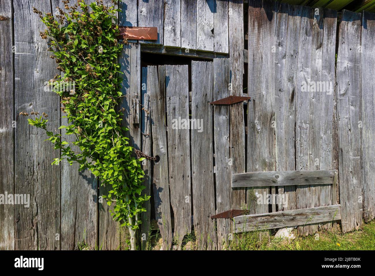Hintergrundbild einer Außenwand eines alten Schuppen und eines kleinen Baumes, der dagegen knurrt. Stockfoto