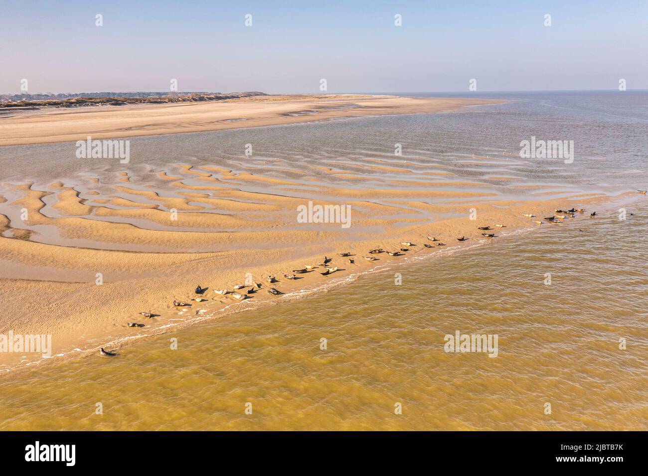 Frankreich, Somme, Le Hourdel, während die Flut ausgeht, kommen Robben auf den Sandbänken zur Ruhe (Luftaufnahme) Stockfoto