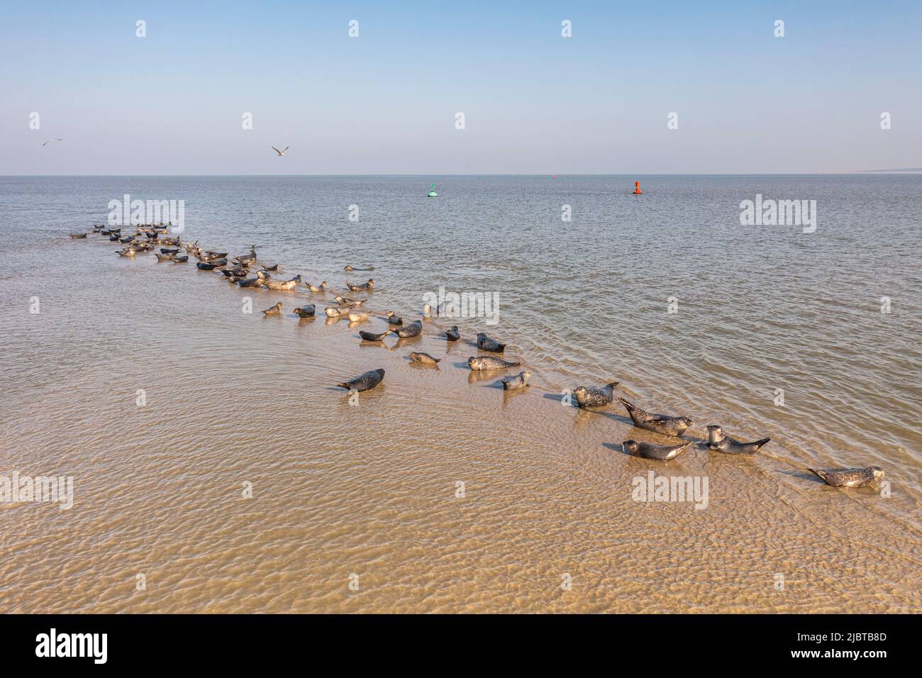 Frankreich, Somme, Le Hourdel, während die Flut ausgeht, kommen Robben auf den Sandbänken zur Ruhe (Luftaufnahme) Stockfoto
