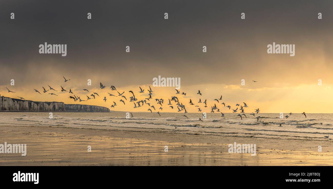 Frankreich, Somme, Ault, ein Frühlingsabend am Strand in Ault während das kalte Wetter die Touristen verschreckt hat und nur die Möwen und ein paar mutige Menschen es wagen, draußen zu bleiben Stockfoto