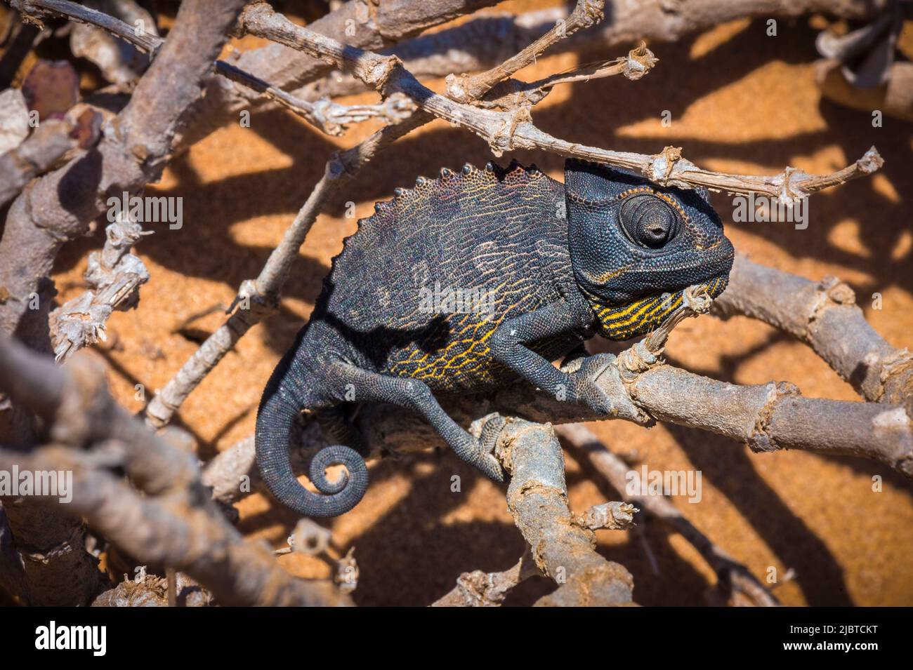 Namibia, Skeletonküste, Erongo-Region, Swakopmund, Namib-Wüste, Namaqua Chameleon (Chamaeleo namaquensis) Stockfoto