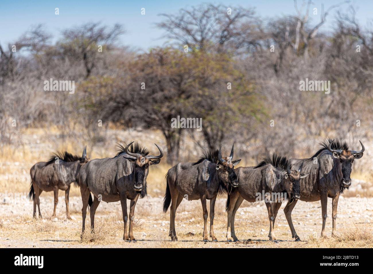 Namibia, Kunene-Region, Etosha-Nationalpark, Blue Wildebeest oder Black-Tailed Wildebeest (Connochaetes taurinus) Stockfoto