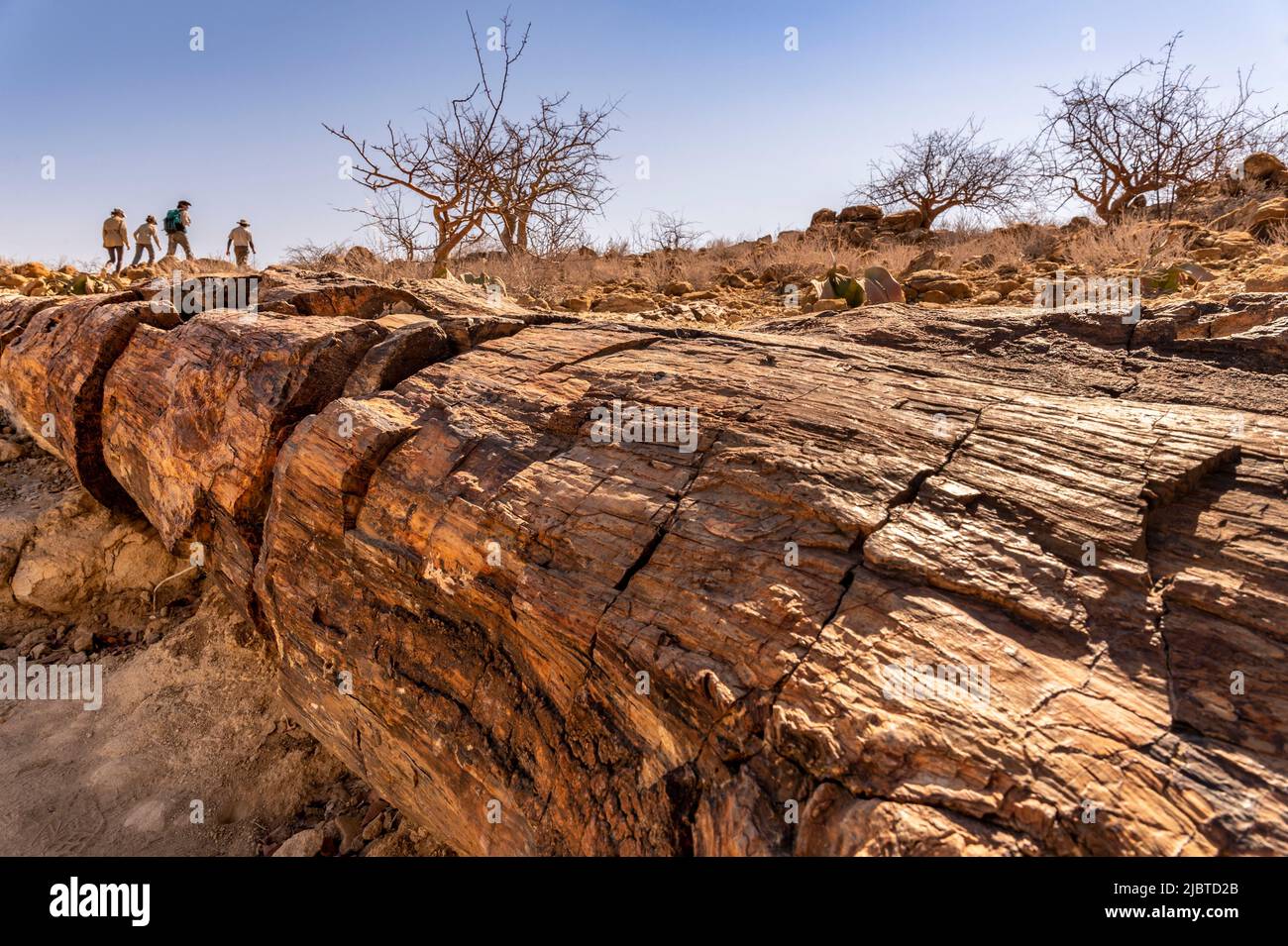 Namibia, Kunene, Damaraland, Khorixas, versteinerte Wälder aus 260 Millionen Jahren, die von der UNESCO zum Weltkulturerbe erklärt wurden Stockfoto