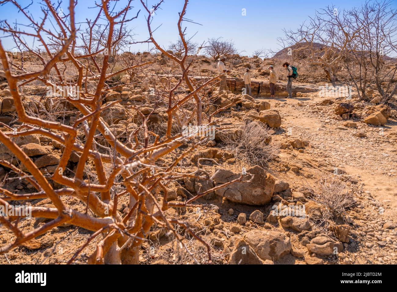 Namibia, Kunene, Damaraland, Khorixas, versteinerte Wälder aus 260 Millionen Jahren, die von der UNESCO zum Weltkulturerbe erklärt wurden Stockfoto