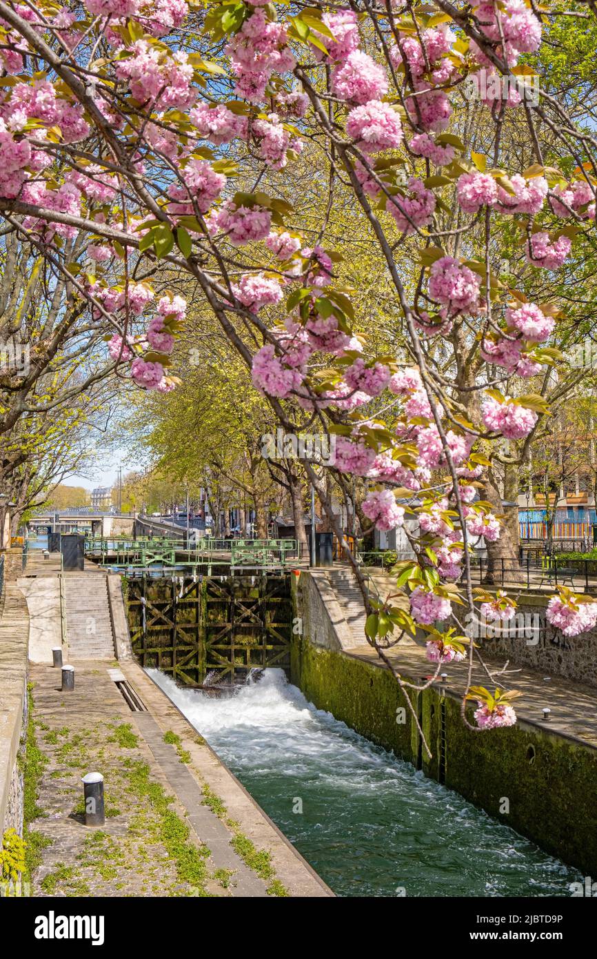 Frankreich, Paris, Kanal Saint Martin, Todesschloss und blühender Kirschbaum, Quai de Valmy Stockfoto