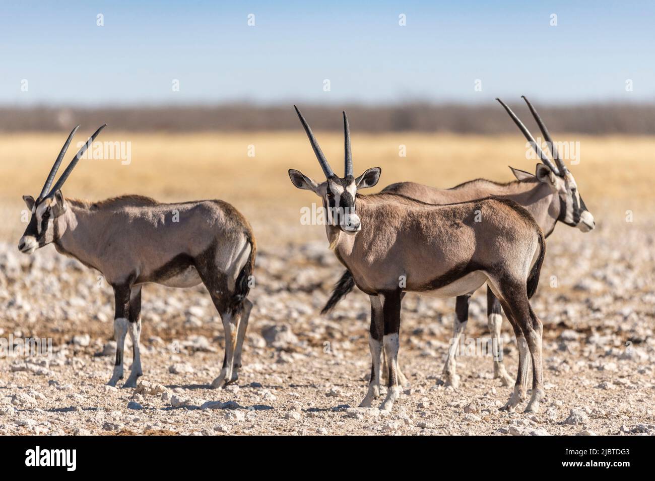 Namibia, Kunene-Region, Etosha-Nationalpark, Oryx-Gazelle oder Gemsbok (Oryx-Gazella) Stockfoto