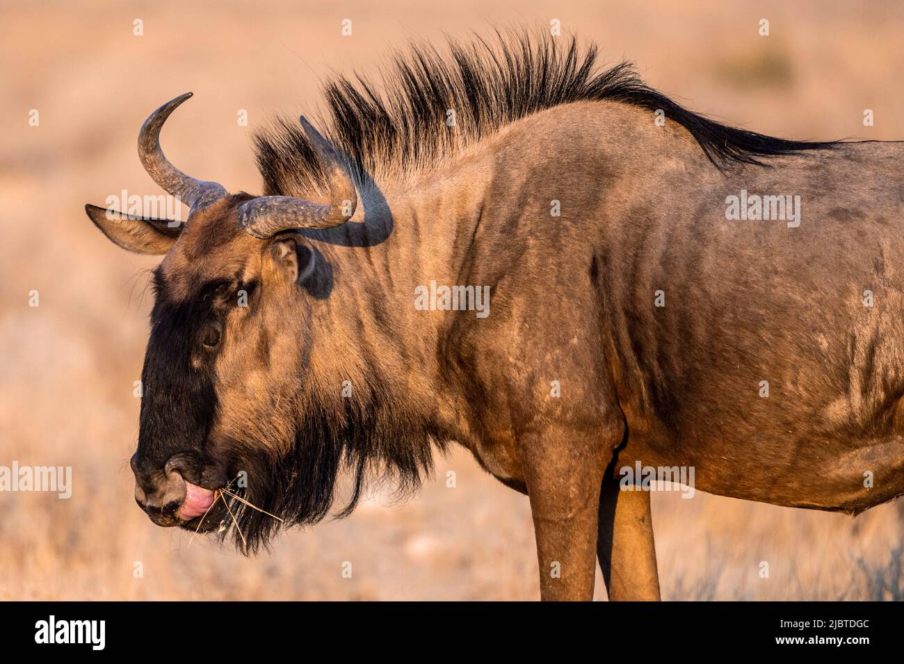 Namibia, Kunene-Region, Etosha-Nationalpark, Blue Wildebeest oder Black-Tailed Wildebeest (Connochaetes taurinus) Stockfoto
