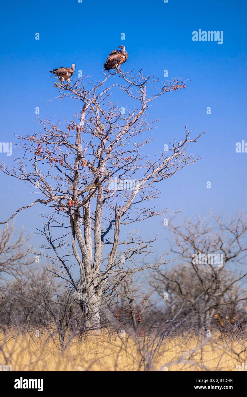 Namibia, Kunene, Etosha National Park, Goas Waterhole, 2 Afrikanische Geier oder Afrikanische Gyps oder Weißrückengeier (Gyps africanus), die auf einem Baum in der Savanne thront Stockfoto