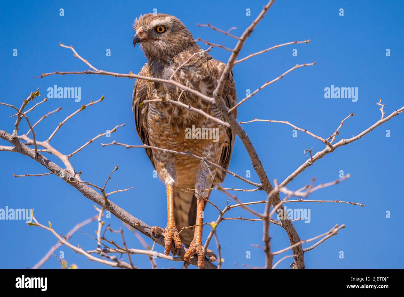 Namibia, Kunene Region, Etosha National Park, Tachiro Goshawk (Accipiter Tachiro) juvenile Stockfoto