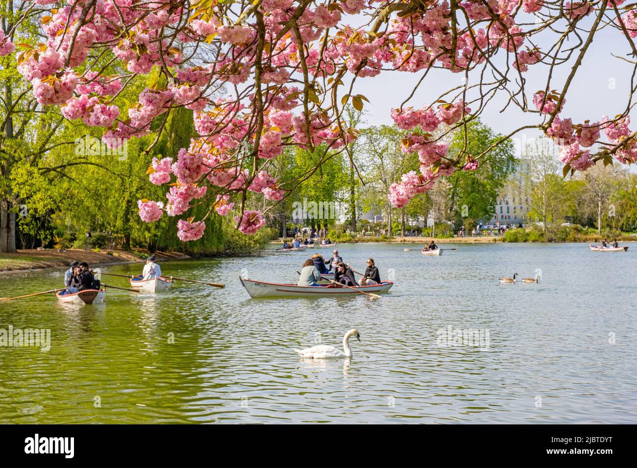 Frankreich, Paris, Bois de Vincennes, der Lac Daumesnil und eine Kirschblüte Stockfoto