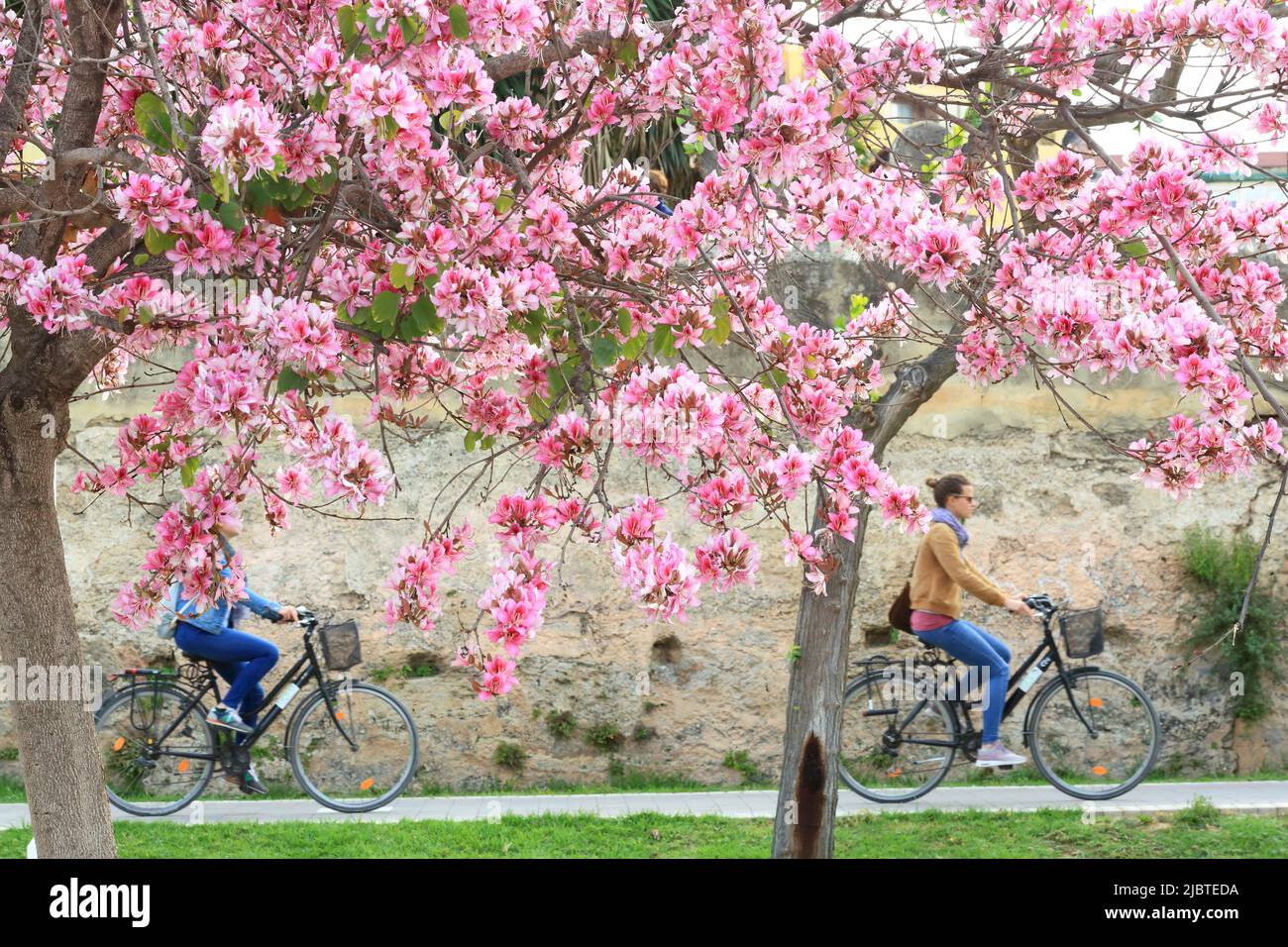 Spanien, Valencia, Turia-Gärten (Jardín del Turia), Radtour im öffentlichen Park eröffnet im Jahr 1986, blühende Bäume im Frühjahr Stockfoto