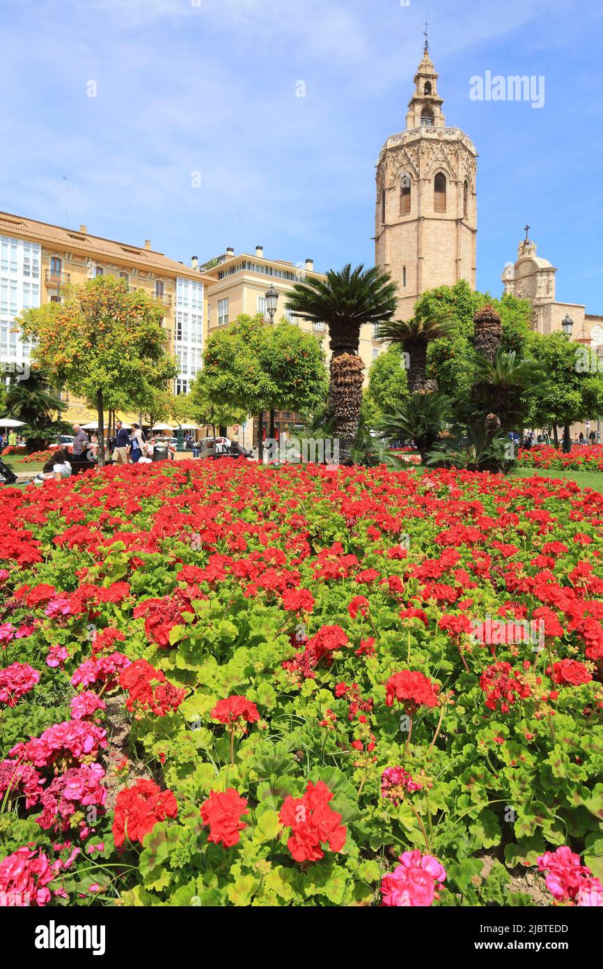 Spanien, Valencia, Plaza de la Reina, Geranien mit dem Glockenturm der Kathedrale (Micalet) im gotischen Stil (1381-1424), überragt von einem Campanile aus dem 18.. Jahrhundert im Hintergrund Stockfoto