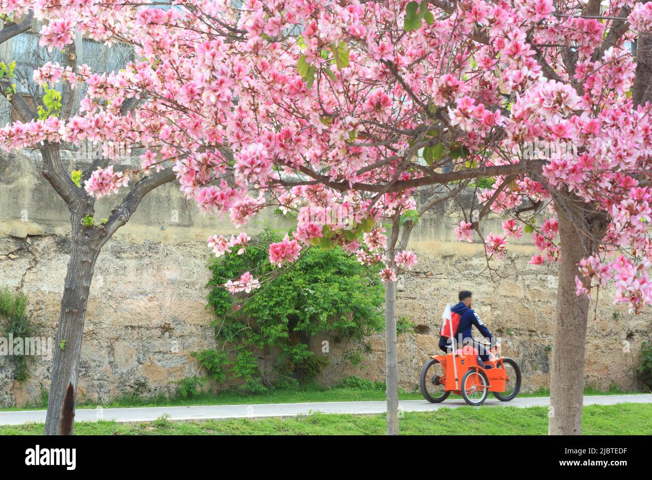 Spanien, Valencia, Turia-Gärten (Jardín del Turia), gemeinsames Fahrrad im öffentlichen Park eröffnet im Jahr 1986, blühende Bäume im Frühjahr Stockfoto